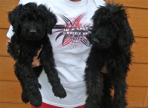 French Valley Ranchs Giant Schnoodles And Miniature