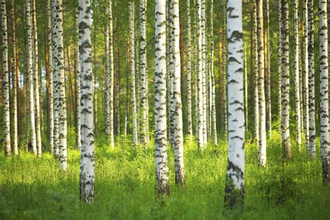 Birch Forest Wall Mural And Photo Wallpaper Photowall