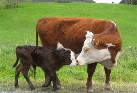 Resultado De Imagen Para Vacas Bonitas Vacas Vacas Bonitas Vacas Y