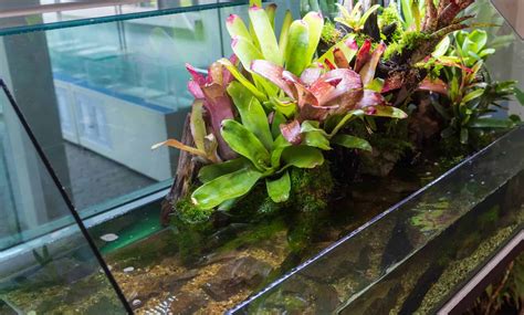 Paludarium The Best Of Both Worlds