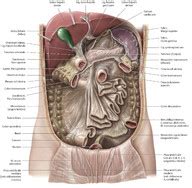 Colon transversum plastination of digestive system incredibly shows colic bands, haustra of colon and epiploic appendices clearly, amazing and awesome. Dünndarm (Anatomie) - eRef, Thieme