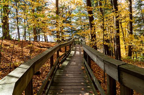 Autumn Forest Pathway At Kortright Centre Conservation Woodbridge