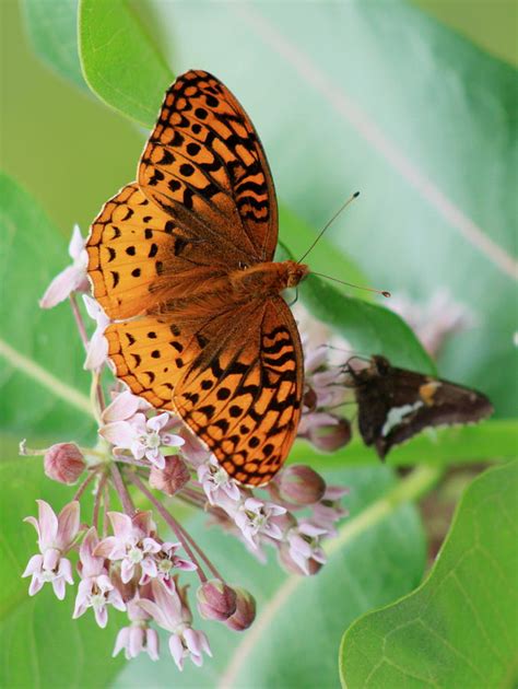 Silver Bordered Fritillary And Silver Spotted Skipper Butterflies On