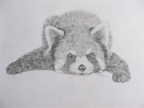Red Panda By Panda Kiddie On Deviantart Panda Drawing Panda Sketch