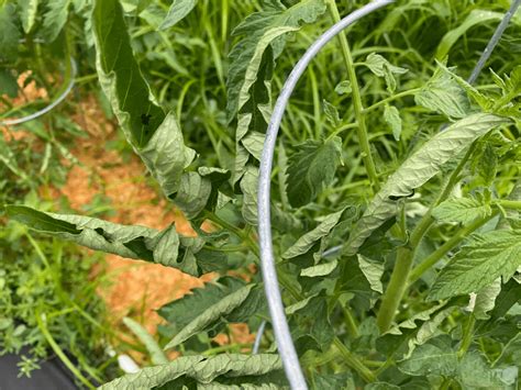 Tomato Leaves Curling Up Homesteading Where You Are