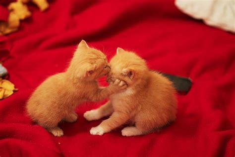 14 Images Of Super Cute Animals Sharing A Kiss That Will Melt Your Heart