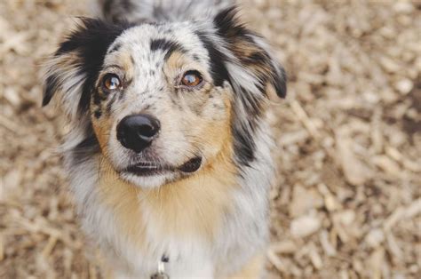 Are Mini Australian Shepherds Hypoallergenic