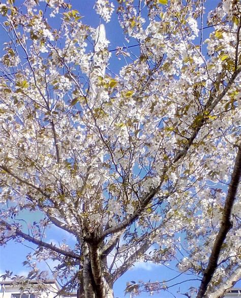 White Cherry Blossom Tree Stock Image Image Of Tree 128197553