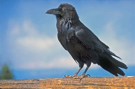 Birds Common Raven