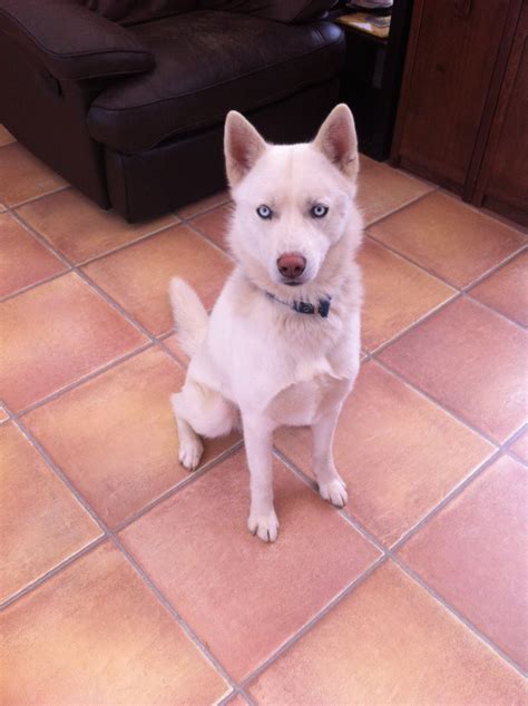 Of medium size, triangular in shape, close fitting and set high on the head. White husky with ice blue eyes | Boston, Lincolnshire | Pets4Homes