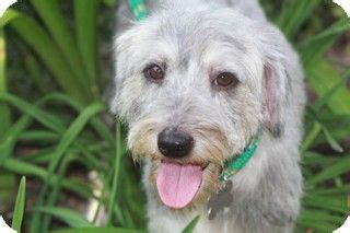 After your application is reviewed, your caseworker will contact you to schedule a time to meet the animal(s) being considered for adoption. Norwalk, CT - Lexi's Angels, WILL TRANSPORT, Schnauzer ...