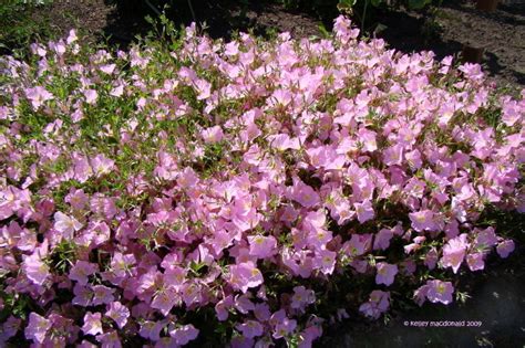 Plantfiles Pictures Pink Ladies Mexican Evening Primrose Showy