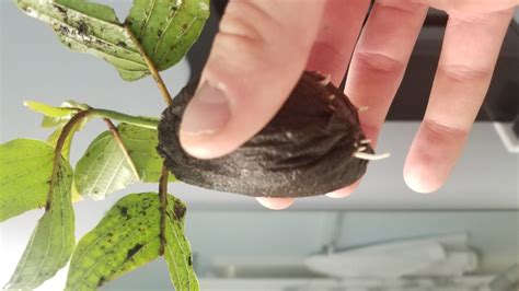 Rooting Our Unrooted Cuttings Kratom Leaf