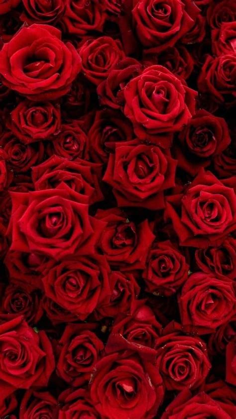 Aesthetic Red Roses Wallpaper Download Mobcup