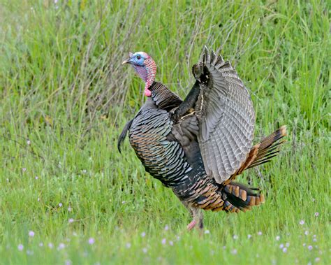 Wild Turkey — Sacramento Audubon Society
