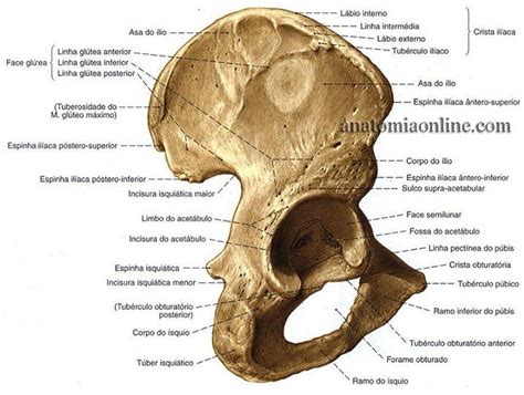 Pin Em Anatomia