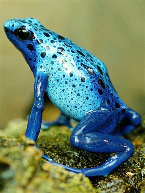 Amphibians Animals List With Pictures Zoo Animals