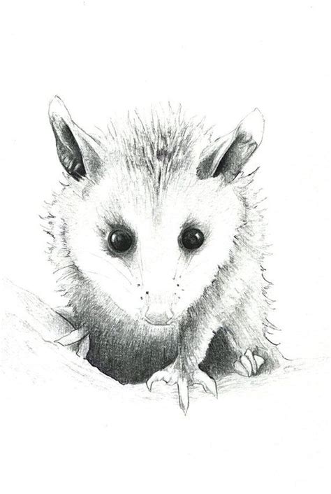 8 Best Possum Images On Pinterest Opossum Wild Animals And Animal Babies