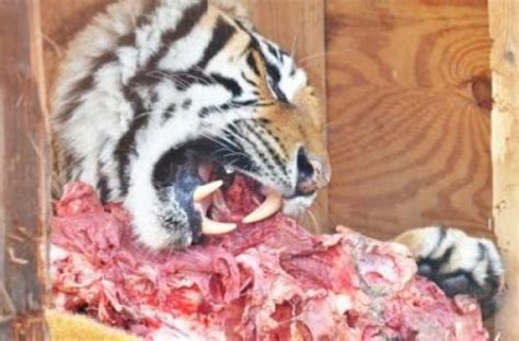 Can cats eat raw meat? Raw meat diet may not be enough for cats (or tigers): Pet ...