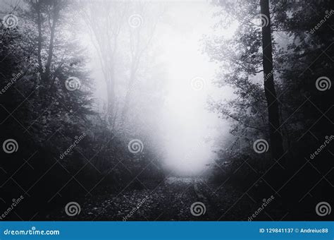 Road Through Spooky Haunted Forest With Blue Fog Stock Image Image Of