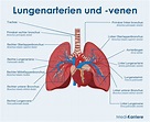 Lungenarterie: Anatomie und Funktion | Medi-Karriere