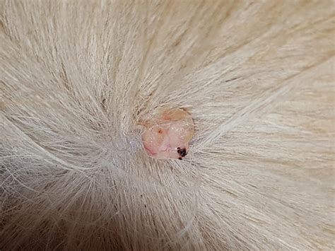 skin tag on cat getting bigger cat meme stock pictures and photos