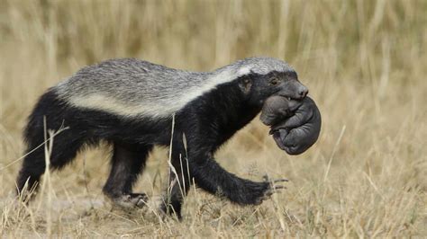 50 Wild Honey Badger Facts About The Most Fearless Animal