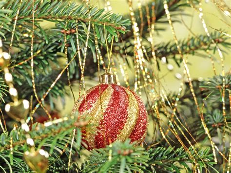 Wallpaper Red Rain Sphere Branch Spruce Christmas Tree Holiday