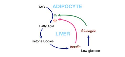 This results in a low insulin:glucagon ratio, which causes depletion of glucose and glycogen stores, and reliance on ketone bodies from fatty acids as alternative source of fuel, resulting in ketogenesis, referred to in the diet as achieving a state of ketosis. Use Of Glucagon And Ketogenic Hypoglycemia / Hypoglycemia ...