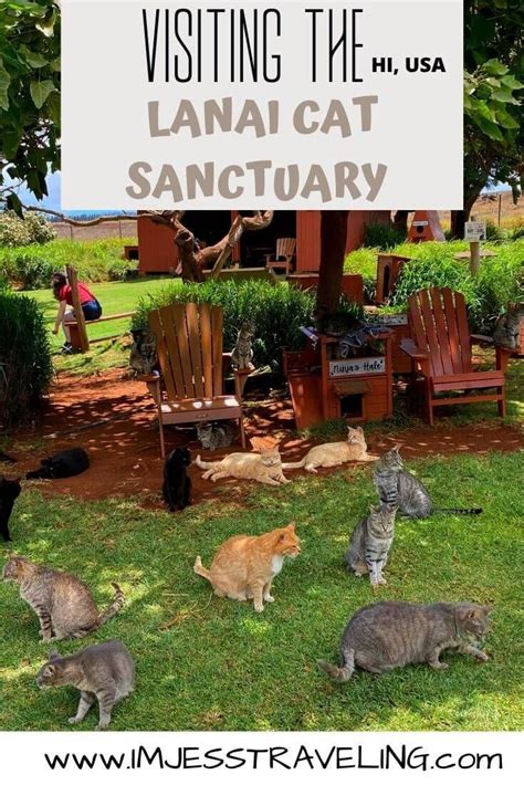 Visiting The Lanai Cat Sanctuary Lanai Hawaii Travel Hawaii Travel