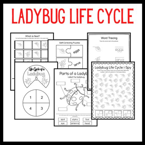 Printable Ladybug Life Cycle Activities For Preschool