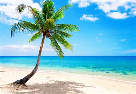 Palm Paradise Emerald Ocean Tropical Coast Blue