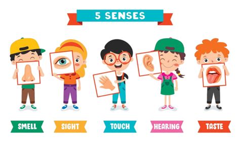 Five Senses Concept With Human Organs Human Body Mouth Feel Vector