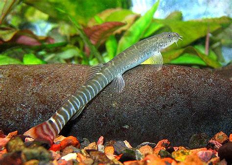 Red Tailed Loach