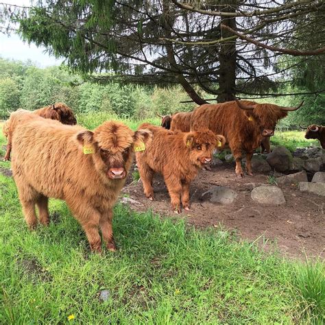 Pin By Kyla Riddle On The Fluffy Fluffers Mini Cows Highland Cattle