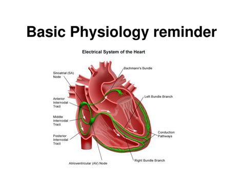 Ppt The Basics Of Arrhythmia Powerpoint Presentation Free Download