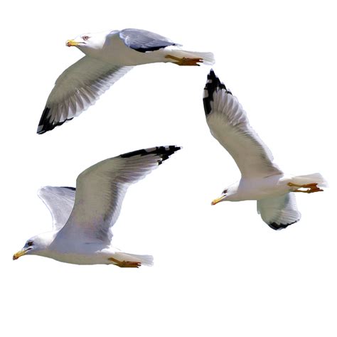 Flying Seagull Png Free Logo Image