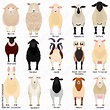 sheep chart with breeds name Stock Vector | Adobe Stock