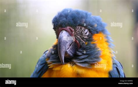 Blue And Yellow Macaw Sleeping Closeup Portrait Stock Photo Alamy