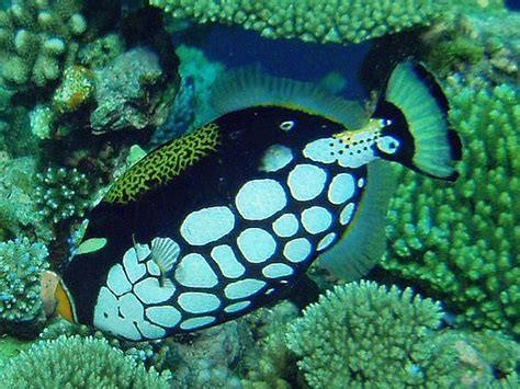 Underwater Maldives Clown Triggerfish A Photo On Flickriver