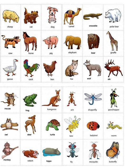 Animals Name List In English Pdf
