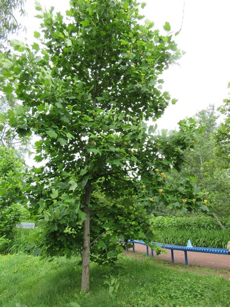 Dekorte Tulip Tree In Bloom The Meadowlands Nature Blog