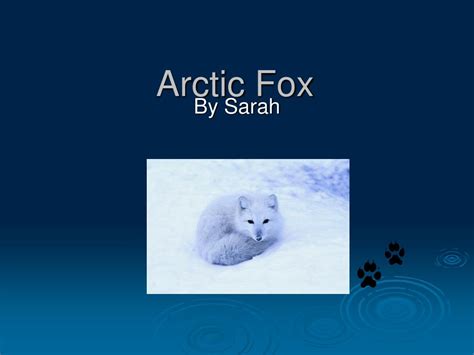 Ppt Arctic Fox Powerpoint Presentation Free Download Id4268277