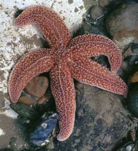 Common Sea Star Information And Picture Sea Animals
