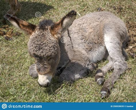 Newborn Baby Donkey Portrait While Resting Stock Image Image Of