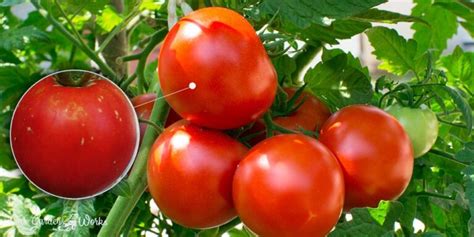 White Spots On Tomatoes 4 Possible Causes And Are They Safe To Eat