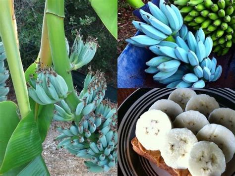 Blue Java Banana Seeds 100pcs The Ice Cream Banana Tree Plant Sweet