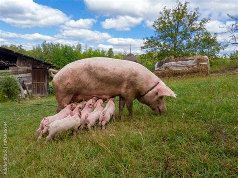 Pig Mother Feeds The Newborn Piglets With Their Milk Small Strong Pigs