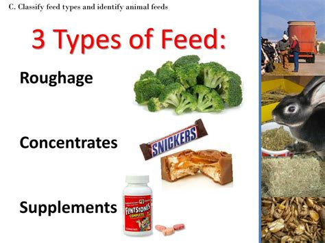 PPT - Animal Nutrition & Feeding PowerPoint Presentation, free download