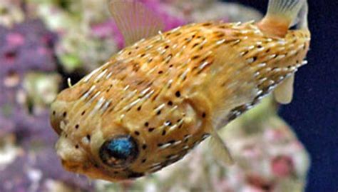 Puffer Fish Characteristics Habitat Reproduction And